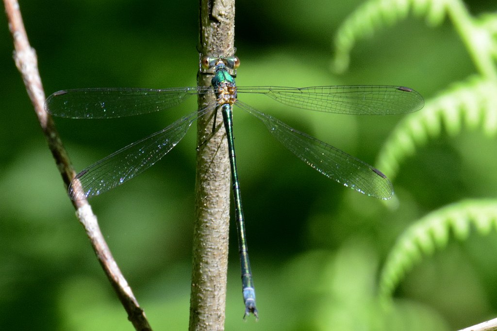 049 2013-06052368 Harvard, MA.JPG - Emerald Spreadwing (Lestes dryas(. Oxbow National Wildlife Refuge, MA, 6-5-2013